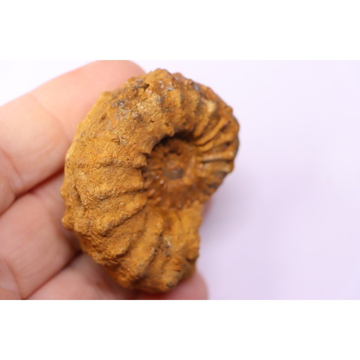Kamerunoceras Isovokyense - Turonien inf. - Betioky, MADAGASCAR