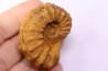 Kamerunoceras Isovokyense - low. Turonian - MADAGASCAR