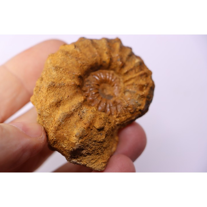Kamerunoceras Isovokyense - Turonien inf. - Betioky, MADAGASCAR