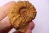 Kamerunoceras Isovokyense - Turonien inf. - Betioky, MADAGASCAR