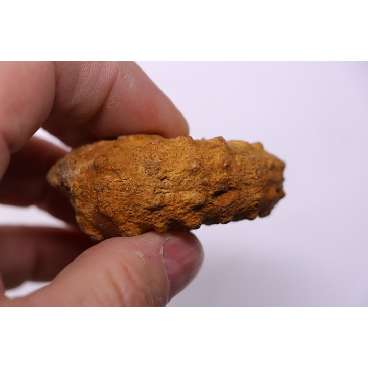 Kamerunoceras Isovokyense - low. Turonian - MADAGASCAR