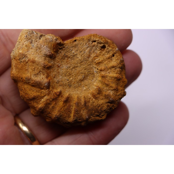Kamerunoceras Isovokyense - Turonien inf. - Betioky, MADAGASCAR