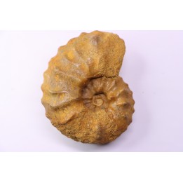 PSEUDASPIDOCERAS CONCILIATUM - Turonien moyen - Betioky, MADAGASCAR