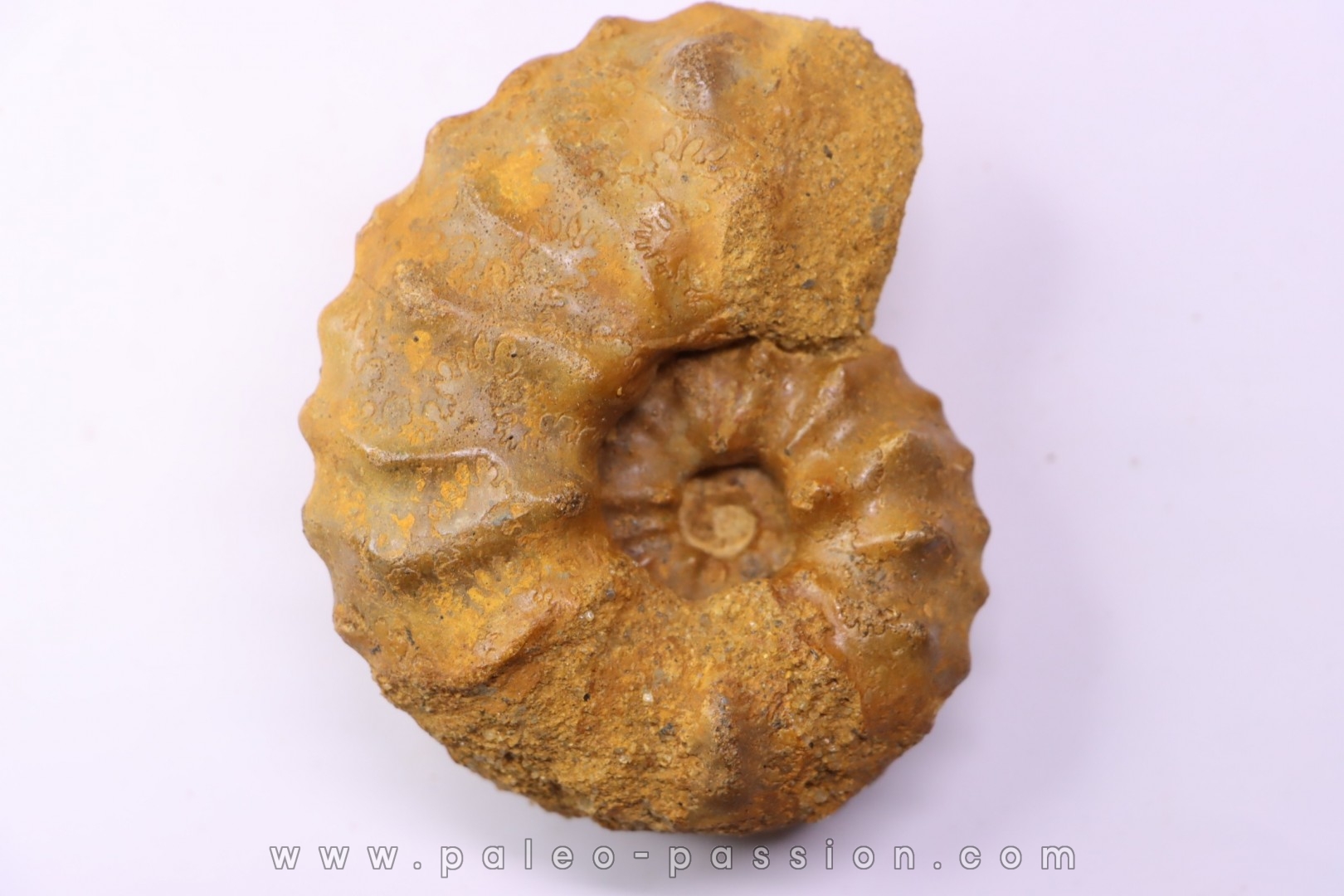PSEUDASPIDOCERAS CONCILIATUM - Turonien moyen - Betioky, MADAGASCAR