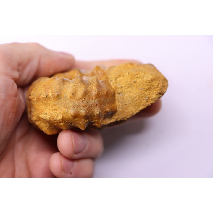 PSEUDASPIDOCERAS CONCILIATUM - middle Turonian - Betioky, MADAGASCAR