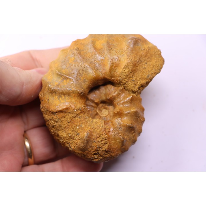 PSEUDASPIDOCERAS CONCILIATUM - middle Turonian - Betioky, MADAGASCAR