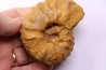PSEUDASPIDOCERAS CONCILIATUM - Turonien moyen - Betioky, MADAGASCAR