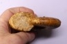 MESOPUZOSIA BELOENSIS - Turonien moyen - Betioky, MADAGASCAR