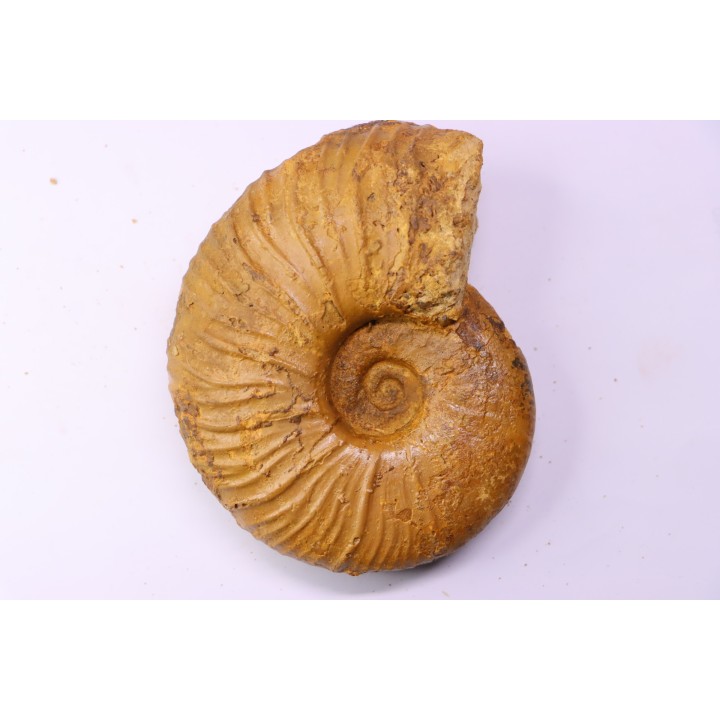 MESOPUZOSIA BELOENSIS - middle Turonian - Betioky, MADAGASCAR