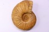 MESOPUZOSIA BELOENSIS - middle Turonian - Betioky, MADAGASCAR