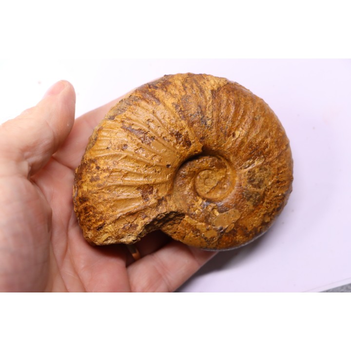 MESOPUZOSIA BELOENSIS - middle Turonian - Betioky, MADAGASCAR