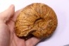 MESOPUZOSIA BELOENSIS - Turonien moyen - Betioky, MADAGASCAR