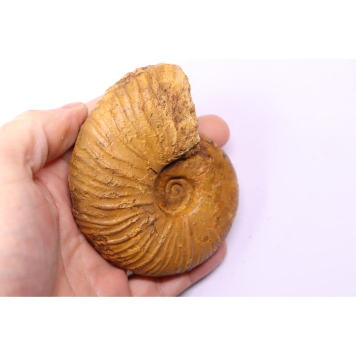 MESOPUZOSIA BELOENSIS - Turonien moyen - Betioky, MADAGASCAR