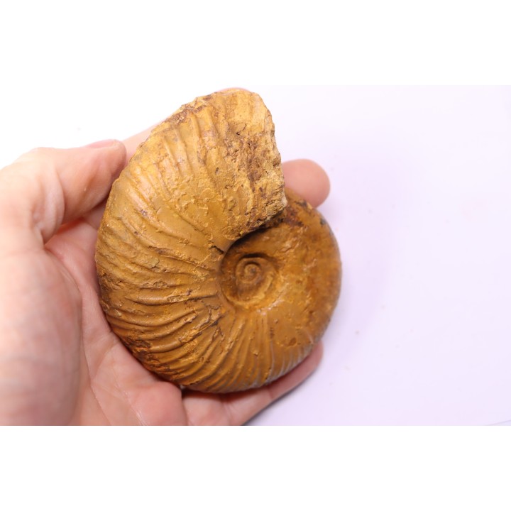 MESOPUZOSIA BELOENSIS - Turonien moyen - Betioky, MADAGASCAR
