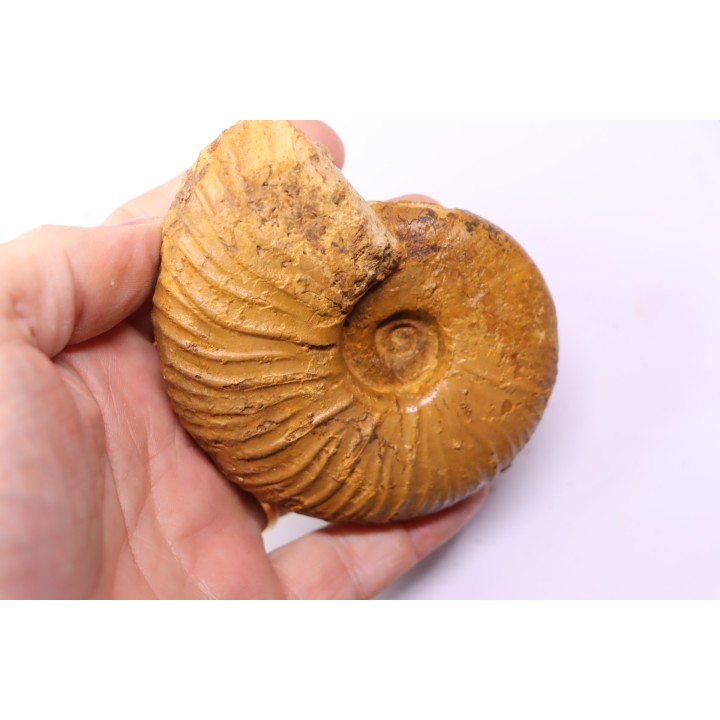 MESOPUZOSIA BELOENSIS - middle Turonian - Betioky, MADAGASCAR