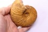 MESOPUZOSIA BELOENSIS - middle Turonian - Betioky, MADAGASCAR