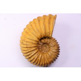 Newboldiceras asiaticum - Cenomanian - Atsimo- Andrefana, Madagascar