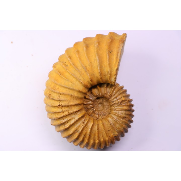 Newboldiceras asiaticum - Cenomanien - Atsimo- Andrefana, Madagascar