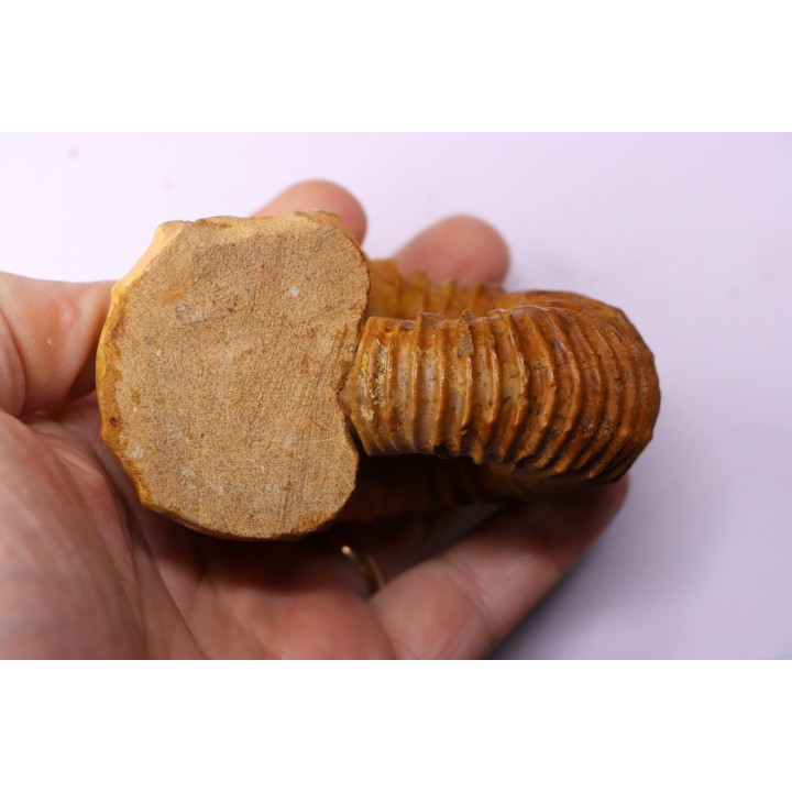 Newboldiceras asiaticum - Cenomanian - Atsimo- Andrefana, Madagascar