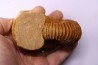 Newboldiceras asiaticum - Cenomanien - Atsimo- Andrefana, Madagascar