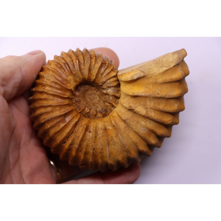 Newboldiceras asiaticum - Cenomanian - Atsimo- Andrefana, Madagascar