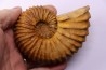 Newboldiceras asiaticum - Cenomanien - Atsimo- Andrefana, Madagascar