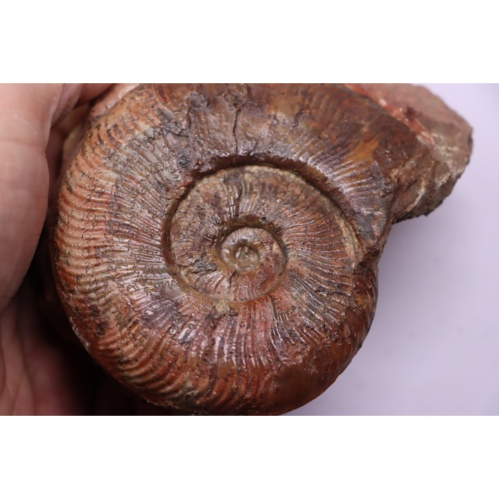 Pseudogrammoceras aff. fallaciosum - TOARCIEN - Carriere Belmont - LYON - FRANCE
