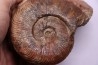Pseudogrammoceras aff. fallaciosum - TOARCIEN - Carriere Belmont - FRANCE