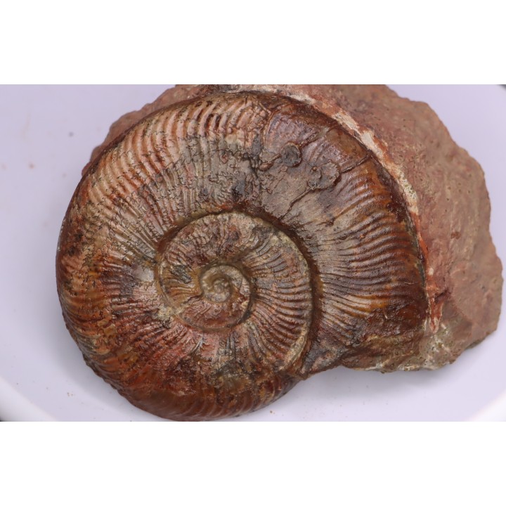 Pseudogrammoceras aff. fallaciosum - TOARCIEN - Carriere Belmont - FRANCE
