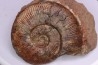 Pseudogrammoceras aff. fallaciosum - TOARCIEN - Carriere Belmont - FRANCE