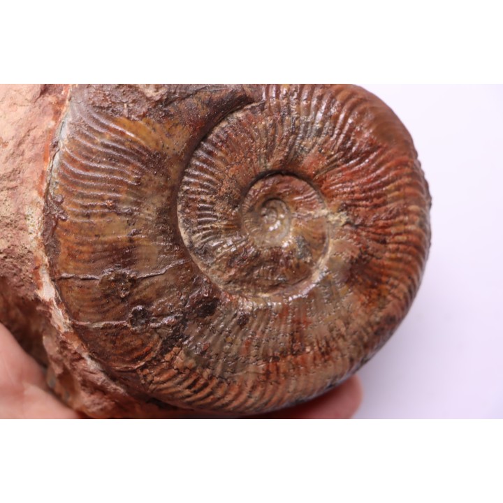 Pseudogrammoceras aff. fallaciosum - TOARCIEN - Carriere Belmont - LYON - FRANCE