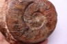 Pseudogrammoceras aff. fallaciosum - TOARCIEN - Carriere Belmont - LYON - FRANCE