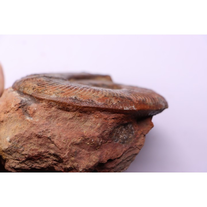 Pseudogrammoceras aff. fallaciosum - TOARCIEN - Carriere Belmont - LYON - FRANCE