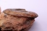 Pseudogrammoceras aff. fallaciosum - TOARCIEN - Carriere Belmont - FRANCE