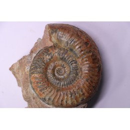 Grammoceras thouarsense - Toarcien - Belmont - FRANCE