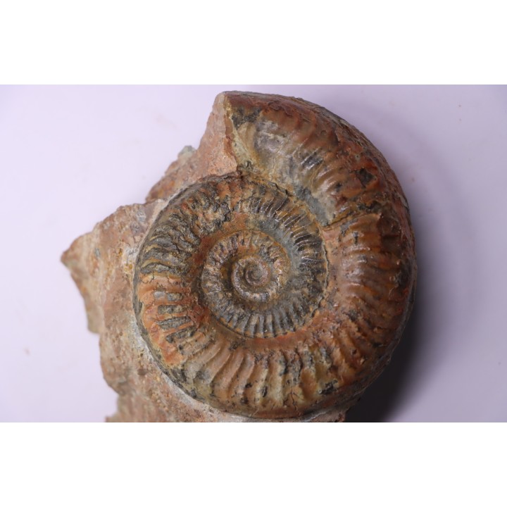Grammoceras thouarsense - Toarcien - Belmont - FRANCE