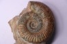 Grammoceras thouarsense - Toarcien - Belmont - FRANCE