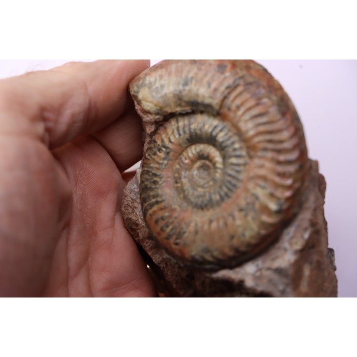Grammoceras thouarsense - Toarcien - Belmont - FRANCE