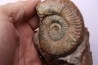 Grammoceras thouarsense - Toarcien - Belmont - FRANCE