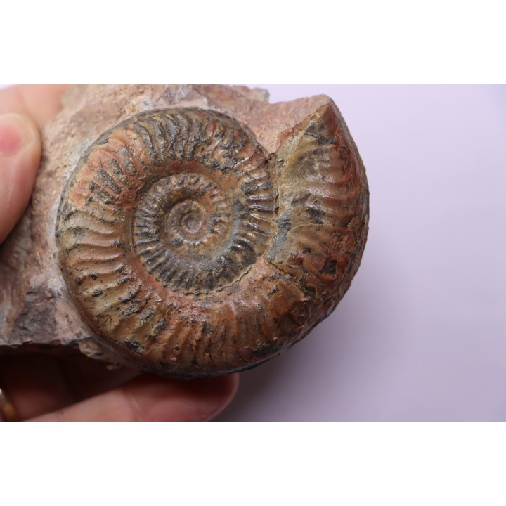 Grammoceras thouarsense - Toarcien - Belmont - FRANCE