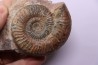 Grammoceras thouarsense - Toarcien - Belmont - FRANCE