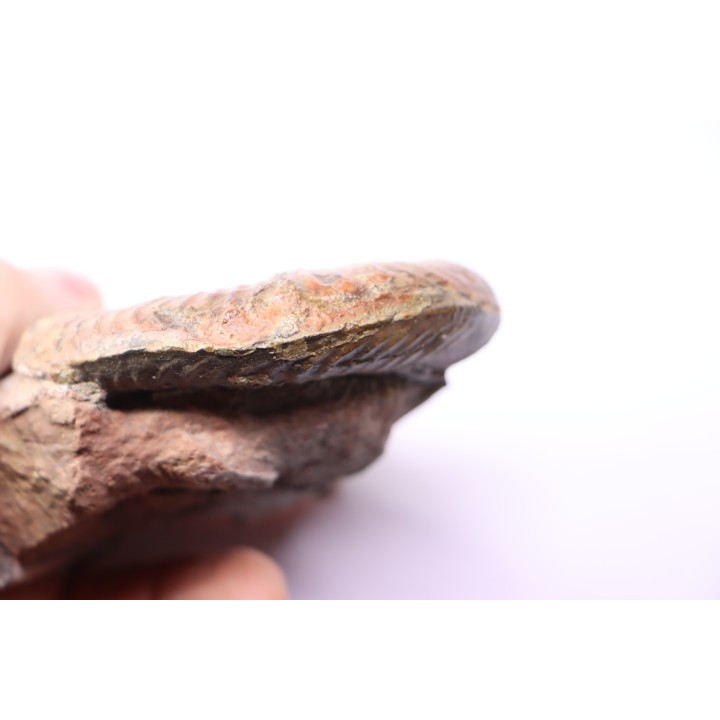 Grammoceras thouarsense - Toarcien - Belmont - FRANCE