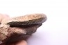 Grammoceras thouarsense - Toarcien - Belmont - FRANCE