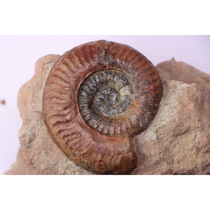 Grammoceras thouarsense - Toarcien - Belmont - FRANCE