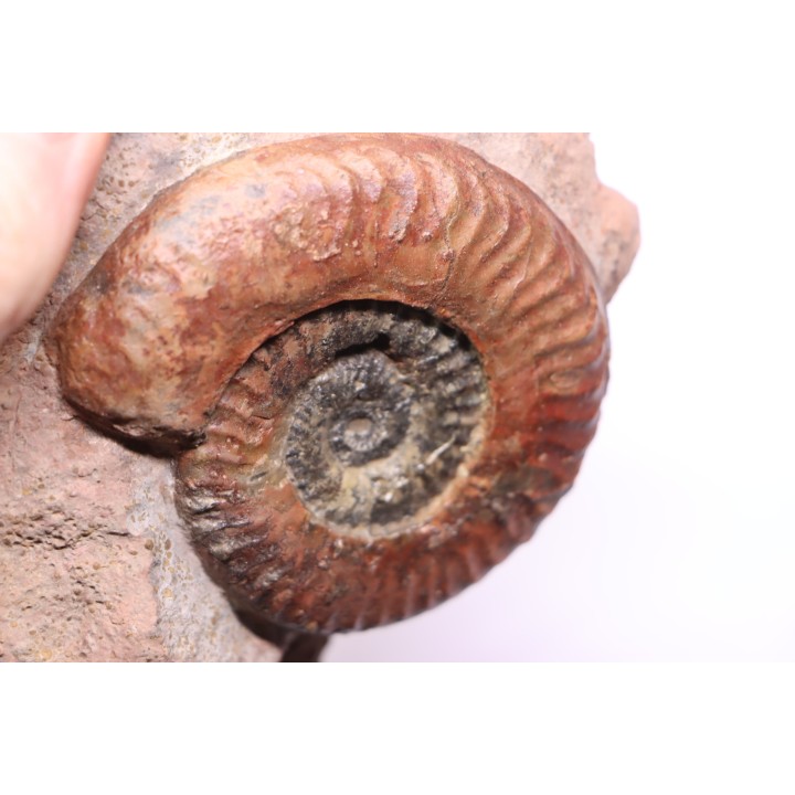 Grammoceras thouarsense - Toarcien - Belmont - FRANCE