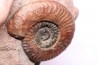 Grammoceras thouarsense - Toarcien - Belmont - FRANCE