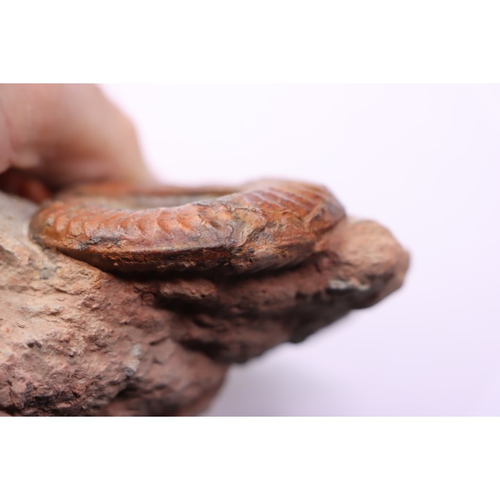 Grammoceras thouarsense - Toarcien - Belmont - FRANCE