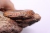 Grammoceras thouarsense - Toarcien - Belmont - FRANCE