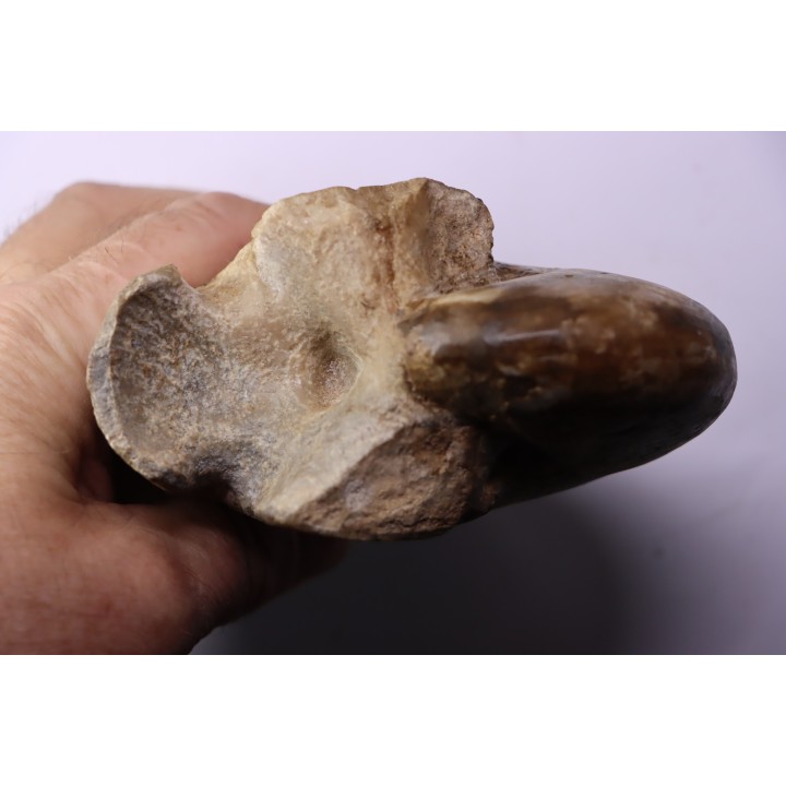Aturia lotzi - Eocène - Sahara Occidental