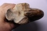 Aturia lotzi - Eocène - Sahara Occidental